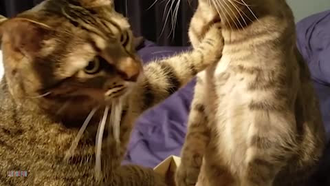 Funny Kittens