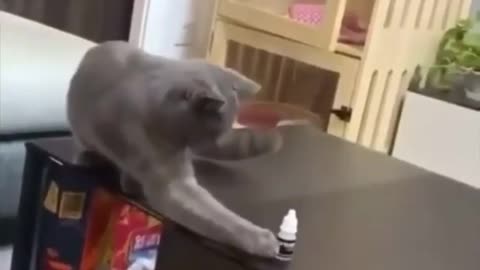 Seeing something on the table bothers them FUNNY CAT VIDEO