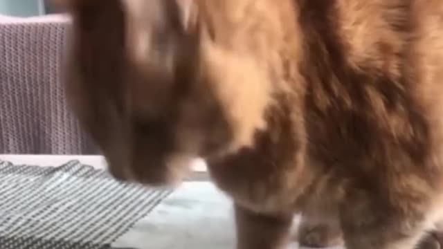 Funny pet