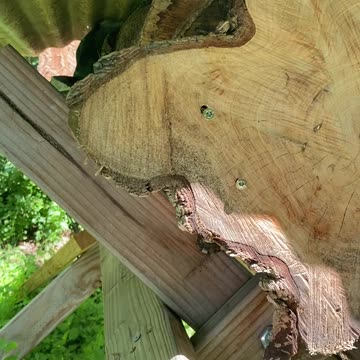 My very first colony, I’ve had it for almost 2 years now.