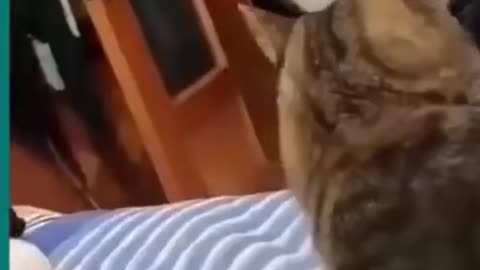 Dog and cat very fighting funny video