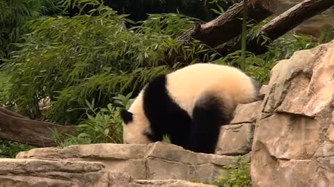 Panda Bao Bao turns 1 at National Zoo