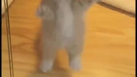 Funny cat video