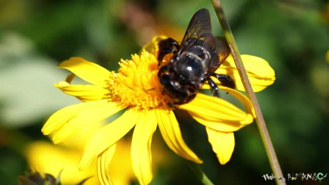 Bees Pollinating Flowers at the Disney Epcot Flower and garden Festival