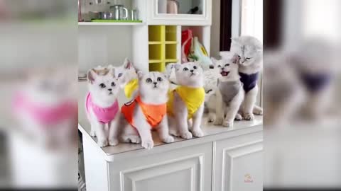 Baby Cats - Cute and Funny Cat Videos Compilation #16 | Aww Animals