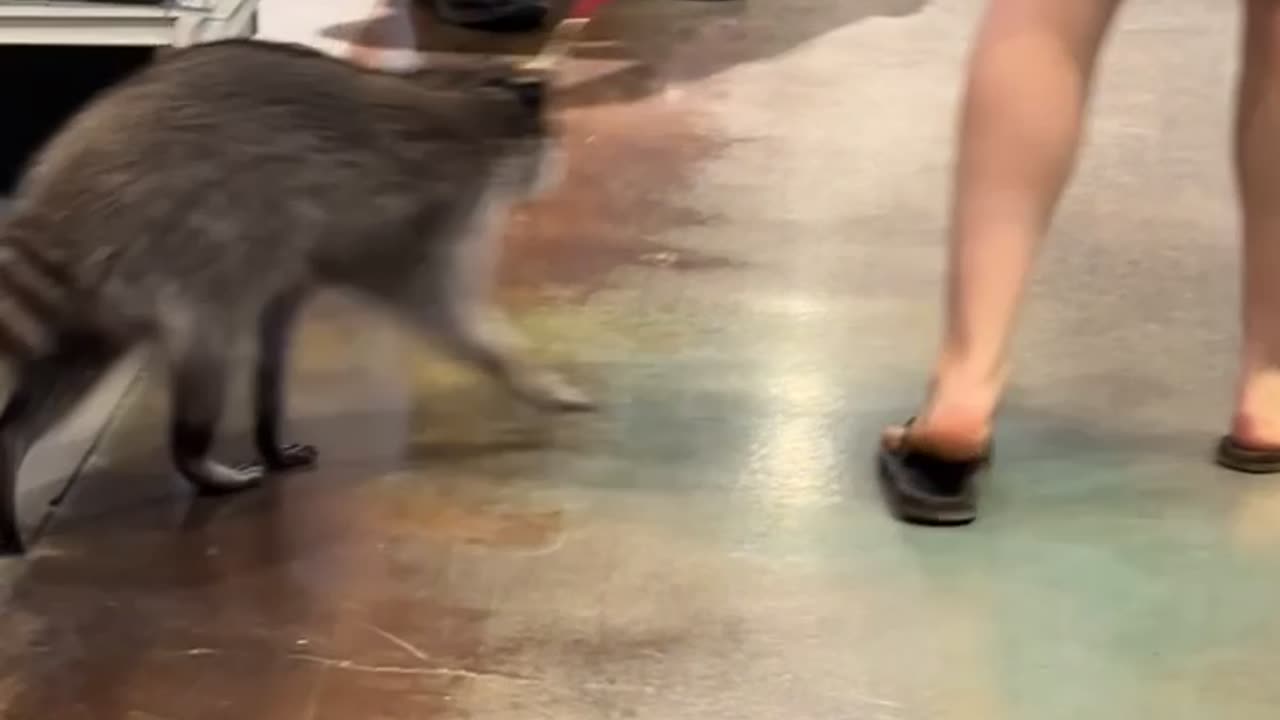 Bass Pro Shopper Walks Pet Raccoon