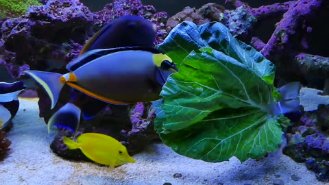 How to Lower Nitrates in Reef Tank