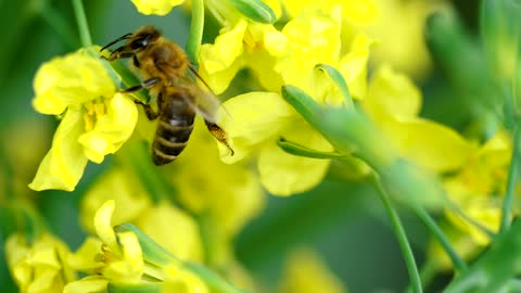 Honey bee pollinating a yellow bloom