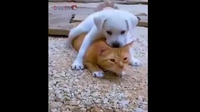 The cutest video for today1