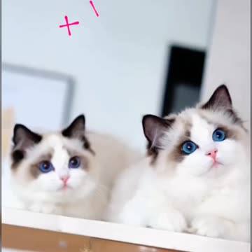 Cute Cat Video