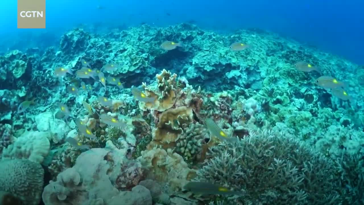 Chinese marine biologist plants corals to restore seabed ecology in South China Sea