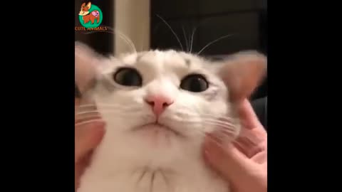 💙😅😂FUNNY VIDEOS very very funny short video😂😅💙