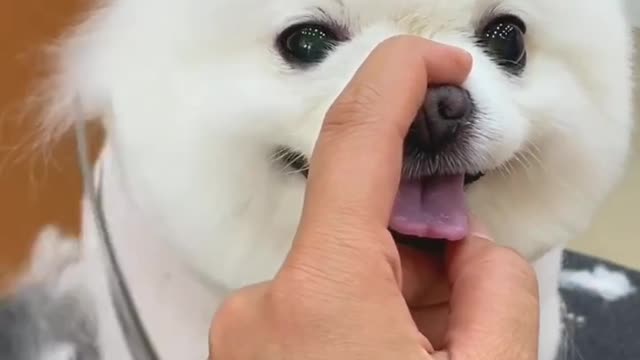 So cute! Satisfying Video see until end 😍