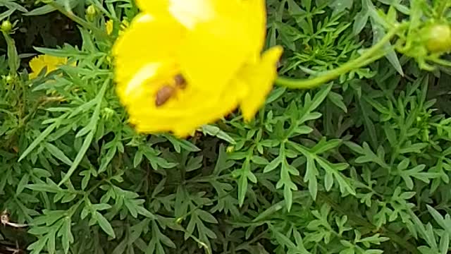 bee