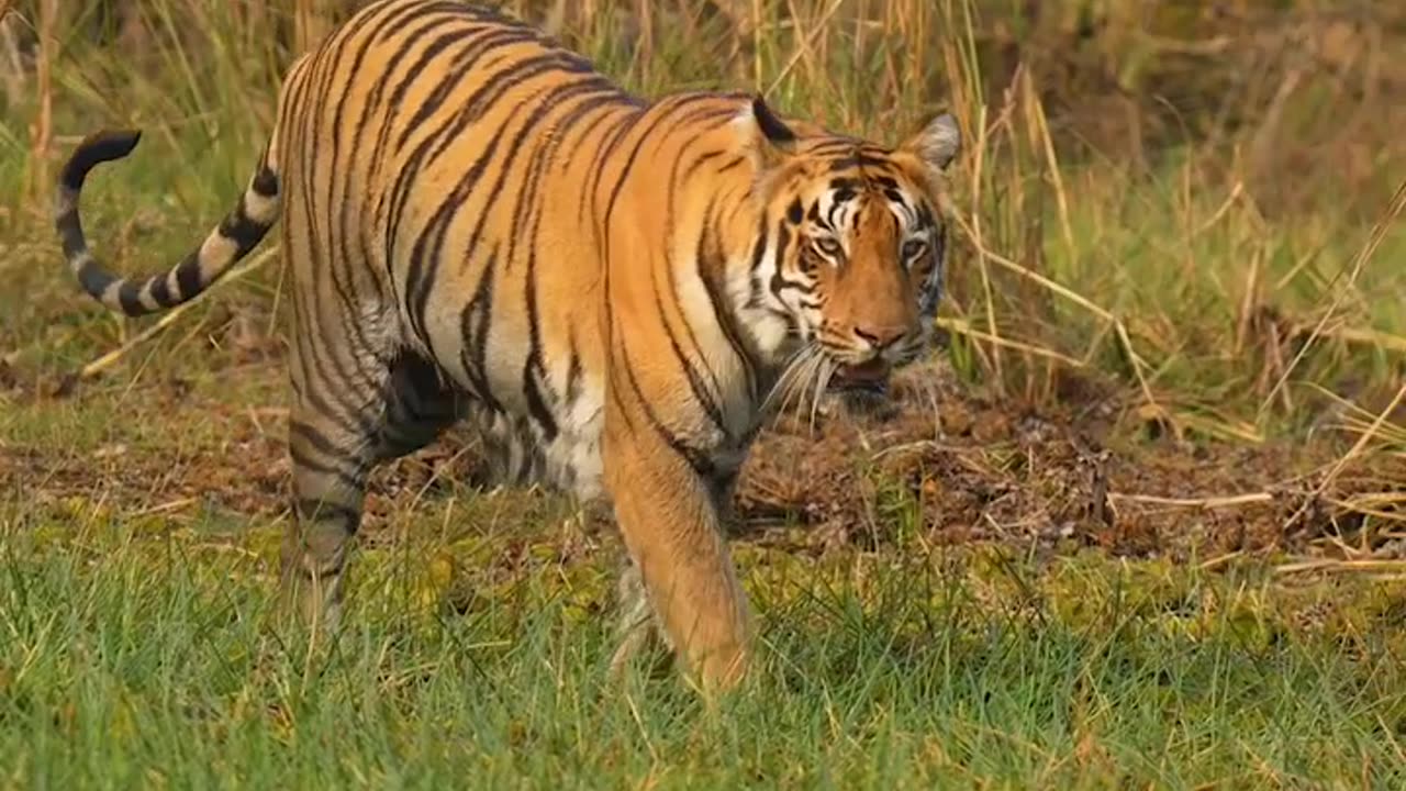 Tiger