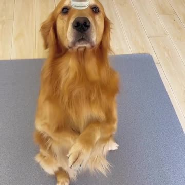 Dog training - how to give training to your dog