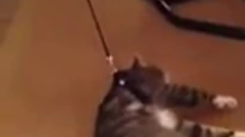 Hilarious_cat_harness_fail