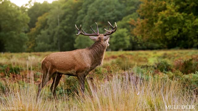 Wildlife documentary in 8K Ultra HD called "ANIMALS OF AMERICA"