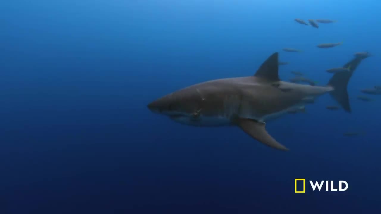 Ultimate Shark_ Ancient Predator (Full Episode) _ Man v. Animal | National Geo Wild | Animals Planet