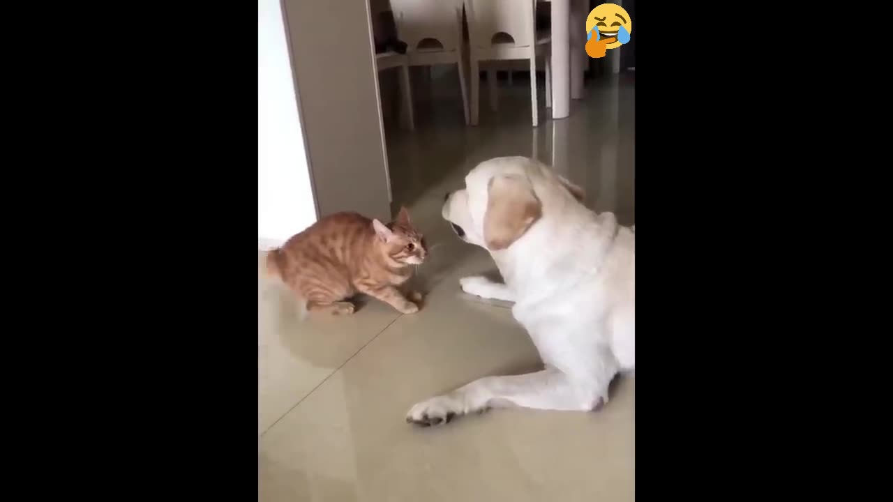 Funny video for animal lovers