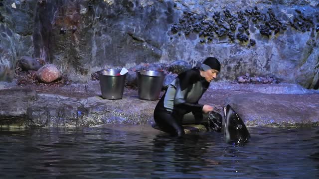 Preview Shedd Aquarium's new dolphin show