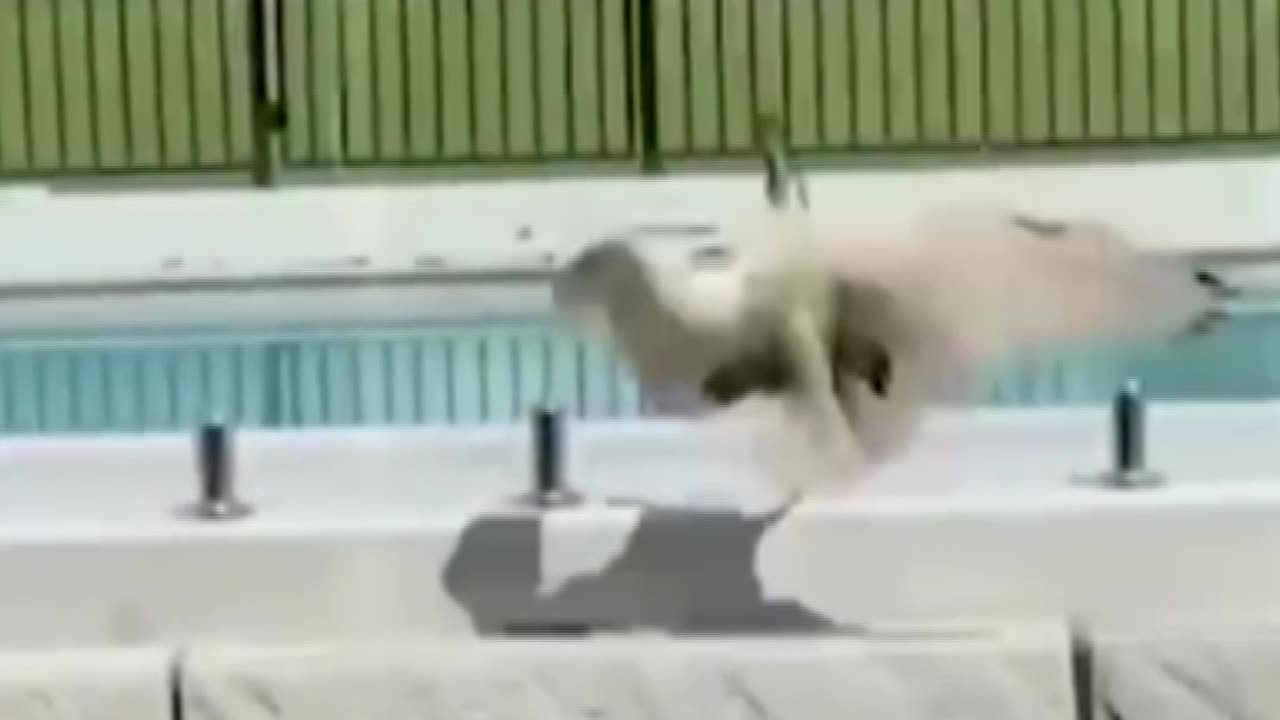 Best Funny Animal Videos of The 2023 dog and cat Funniest Animals #shorts #viral