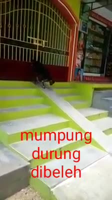 Goats play before being slaughtered