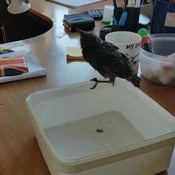 Baby bird likes humans