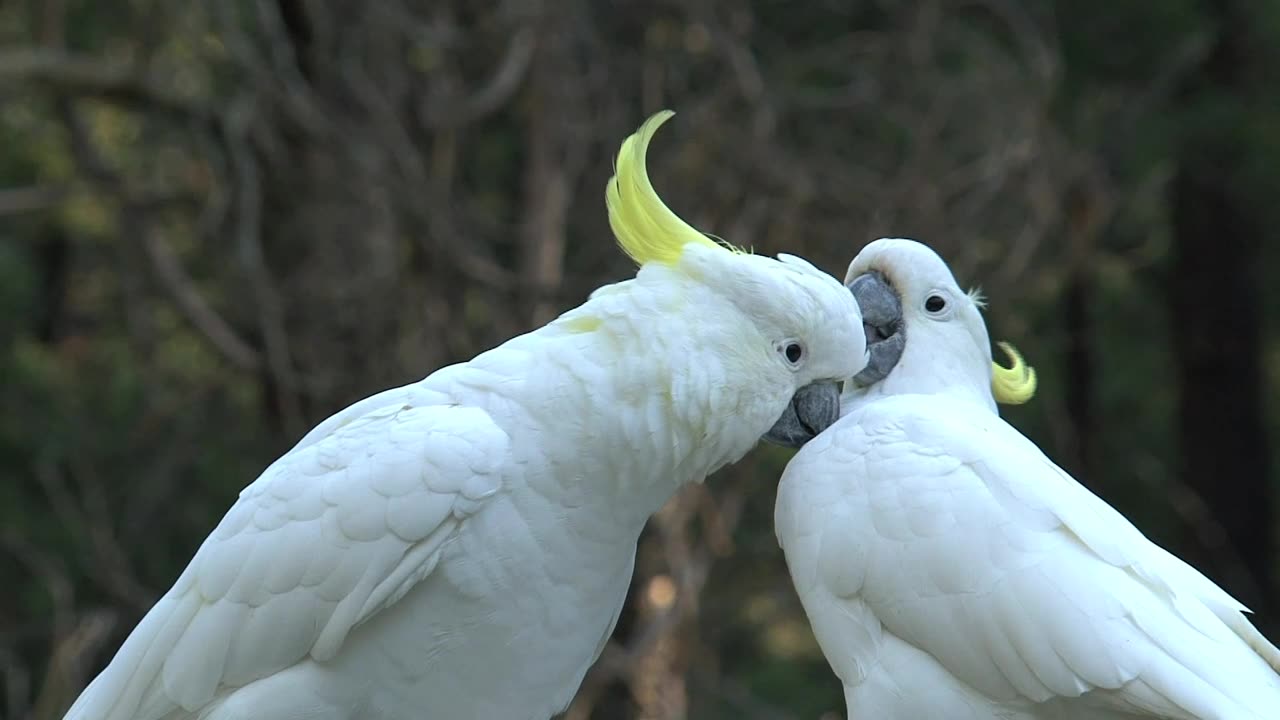 Big white birds caressing each other