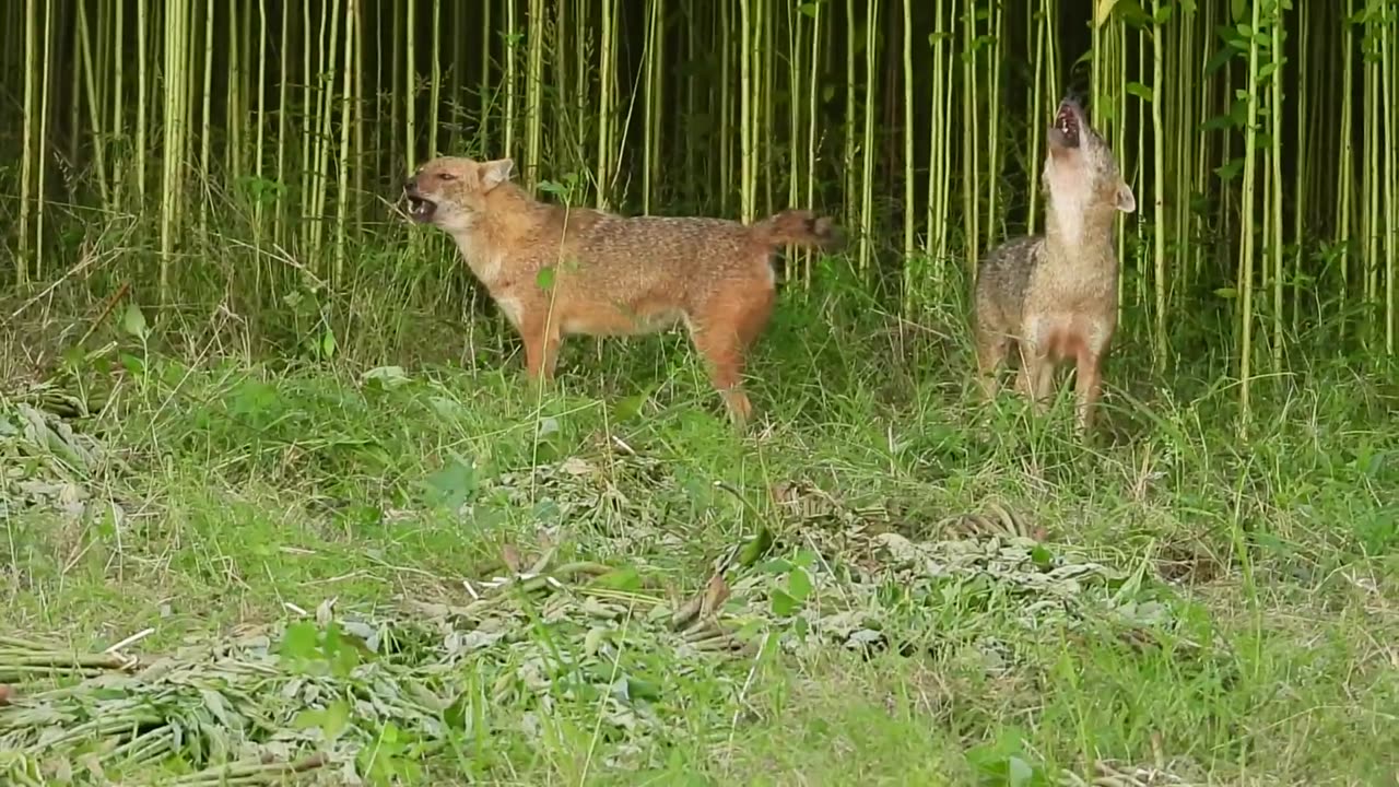 Fox 🦊 Sounds 👈