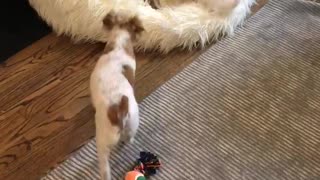 Aussie Puppy and Jack Russell Terriers having a blast Part #1