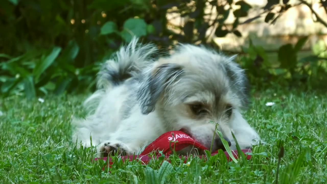 Small Puppy's fun