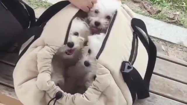 Look at these cuties