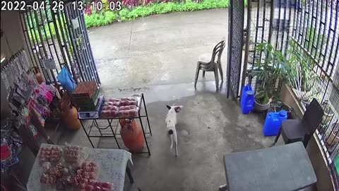 100 Interesting Animal Moments Caught On Camera