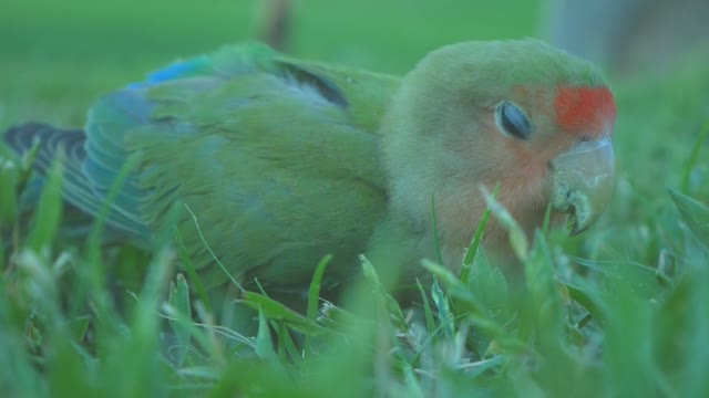Flying Coco eats from the garden