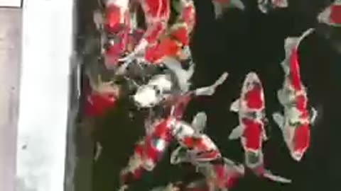 Koi fish