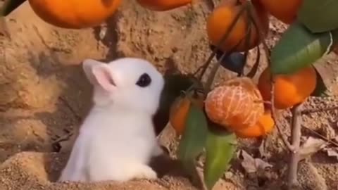 Best Funny Animal Videos of the year (2023), funniest animals ever. relax with cute animals video