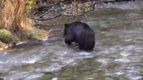 fisherman bear