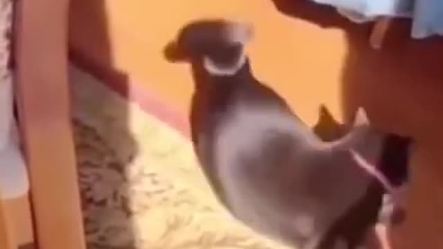 Funniest Cat And Dogs 😂 Funny Animal enjoy and forgot your stress