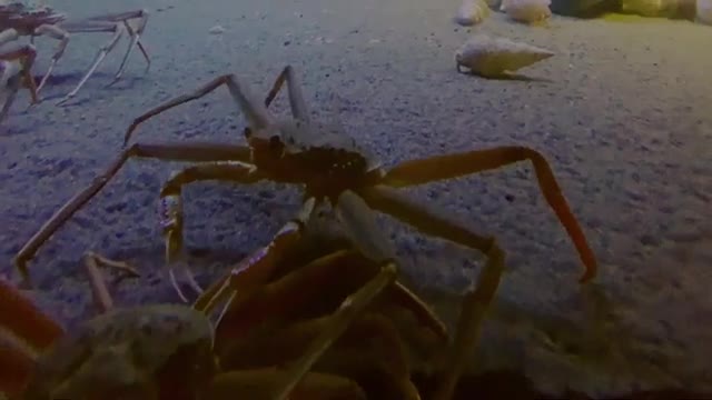 Facts- The Snow Crab_Cut