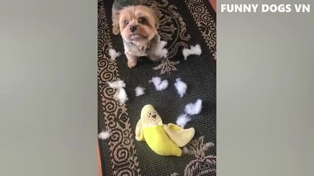 Funniest Animals Video - Funny Dogs And Cats - Try Not To Laugh Animals