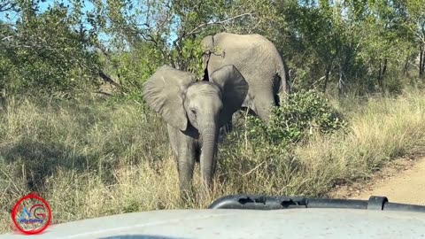 Funny Moment || Mighty Little Ruler: At Kruger National Park, a Tiny Elephant Rules Supreme!