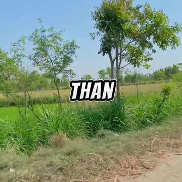 One Marine is better than ...