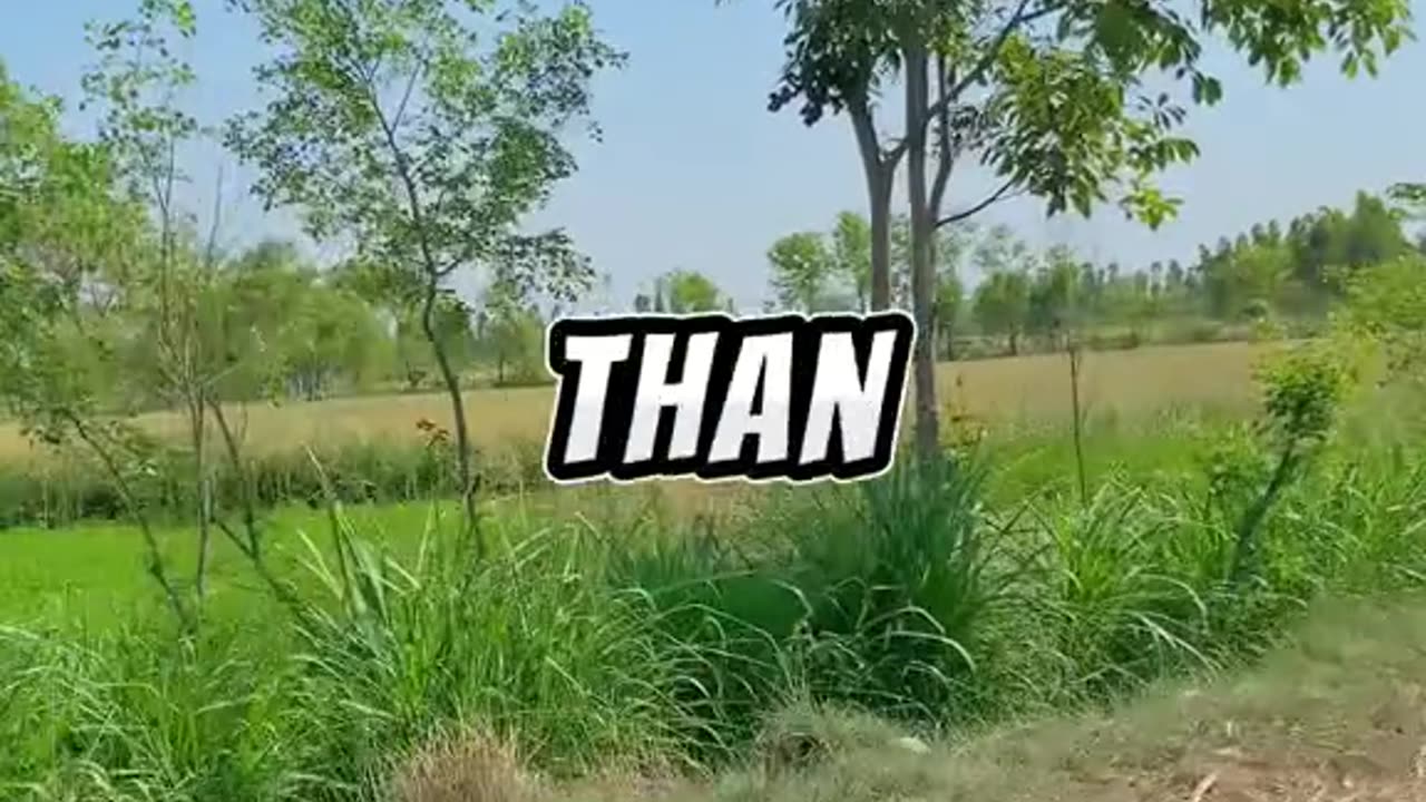 One Marine is better than ...