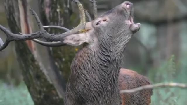 The long prongs are red deer