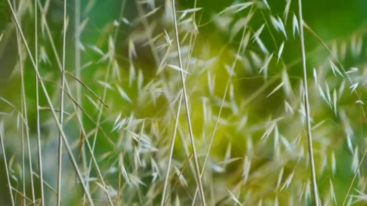 Relaxing Music | Sleeping, Meditation, Stress Relief | [7836] ⭐️