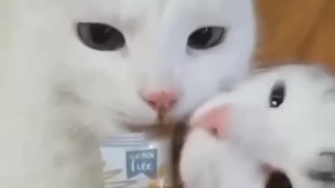 Funny kitten videos 😂