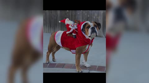 Dog in Christmas costume