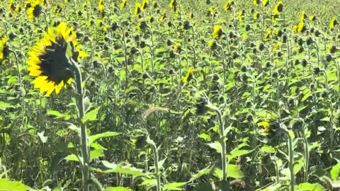 Sunflowers Farm