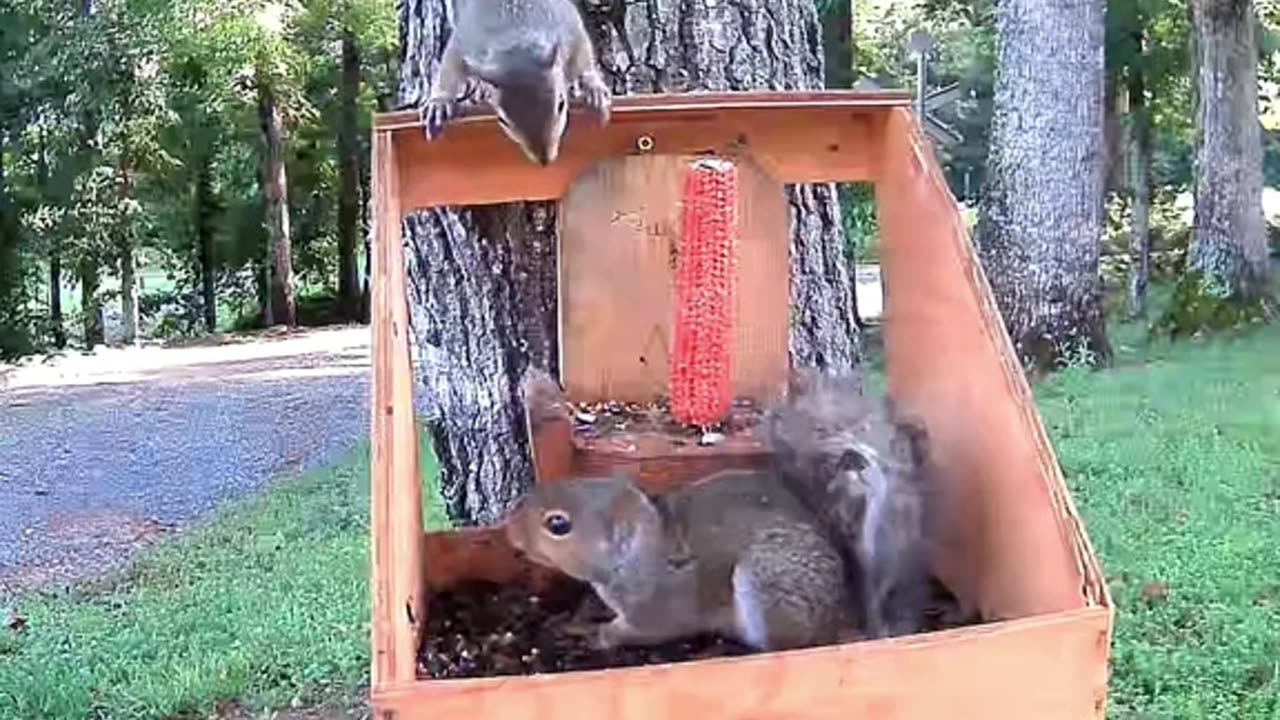 Bet you didn't know squirrels could talk!